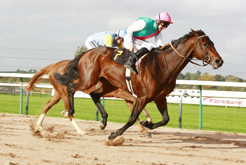 Horse Racing Basics